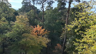 Im Oktober zeigt der Wald schon einige bunte Blätter.
